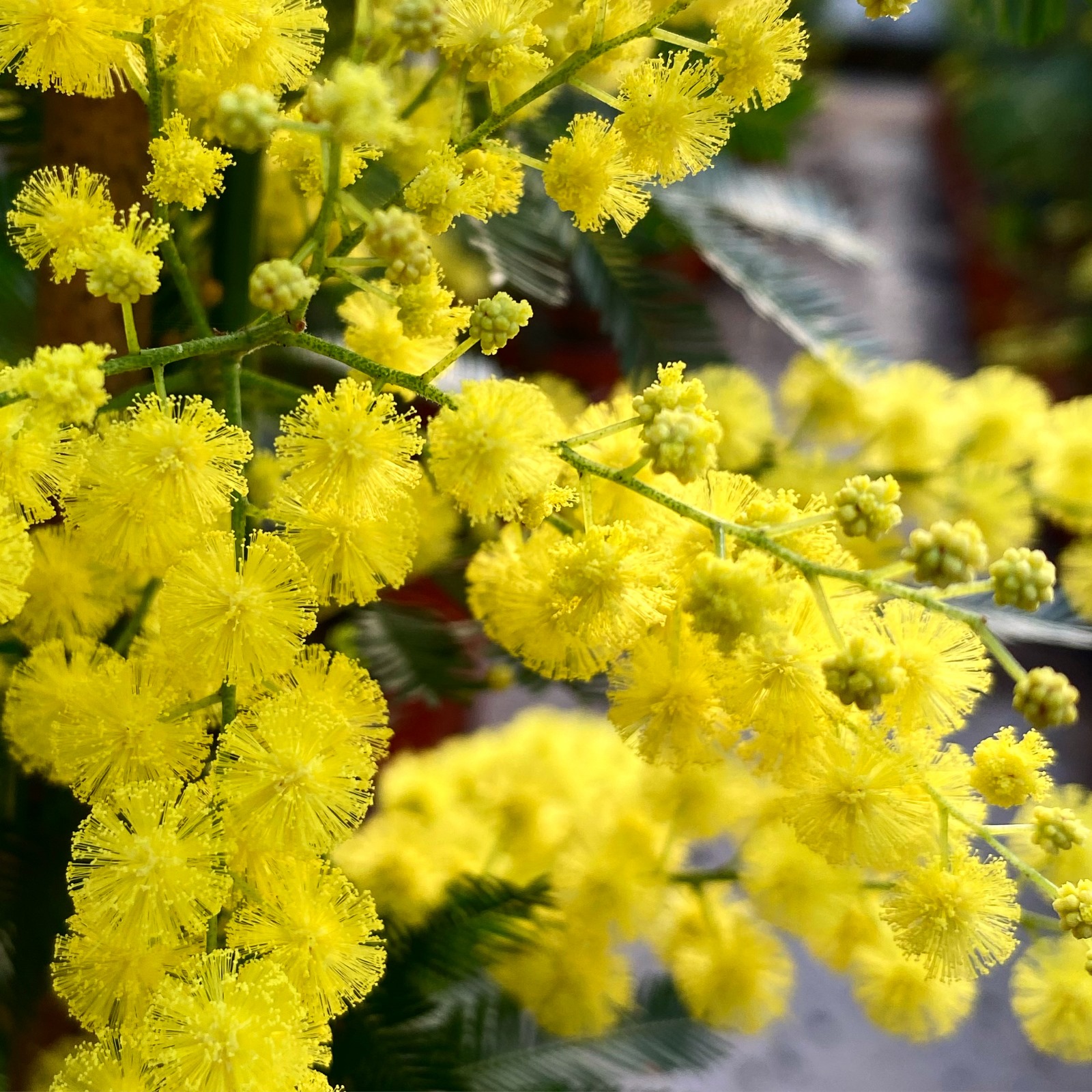 Acacia dealbata (= Mimosa)