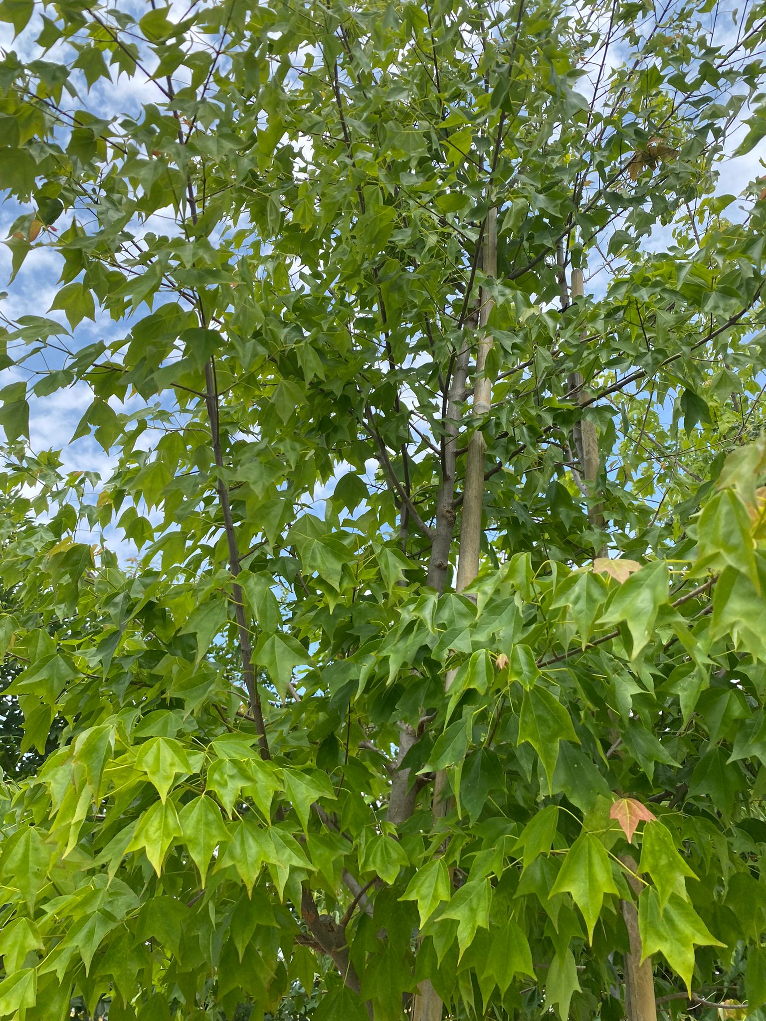 Acer campestre