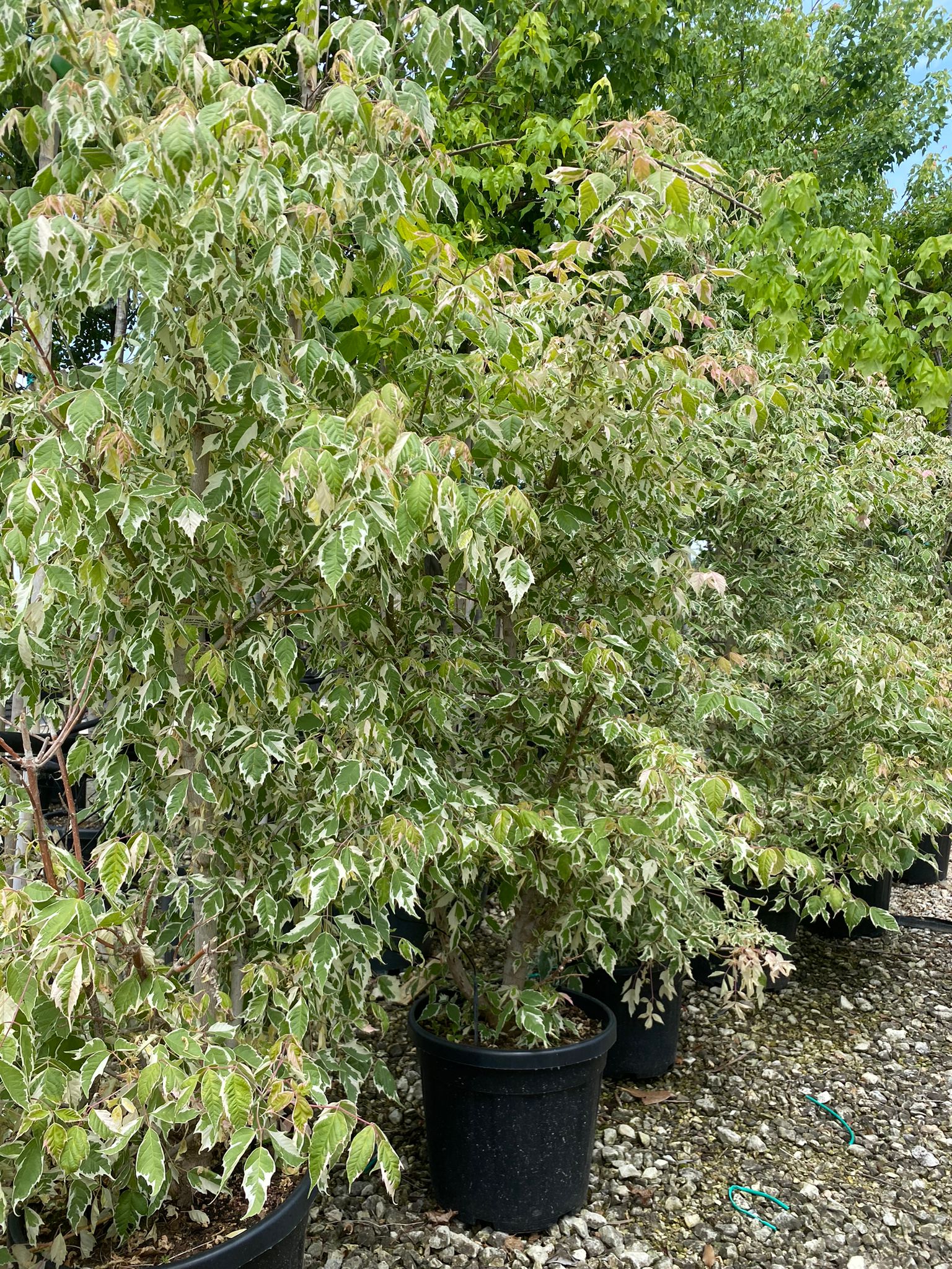 Acer negundo 'Flamingo'
