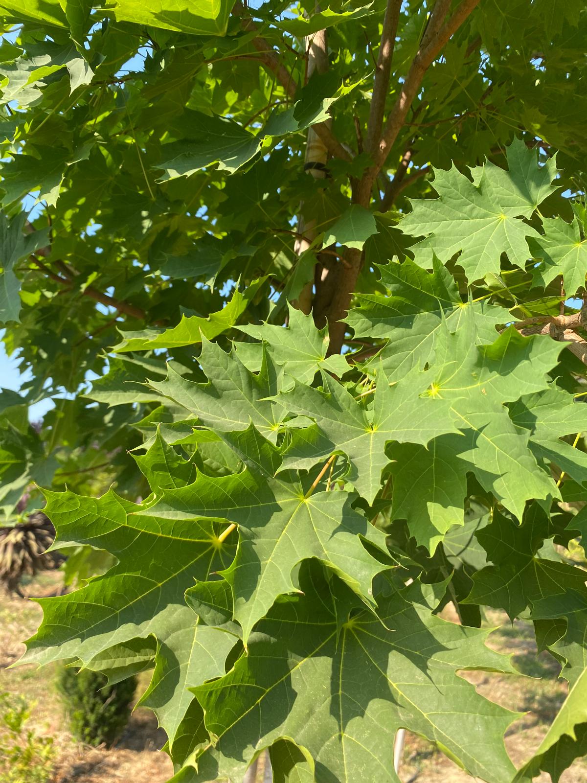 Acer platanoides