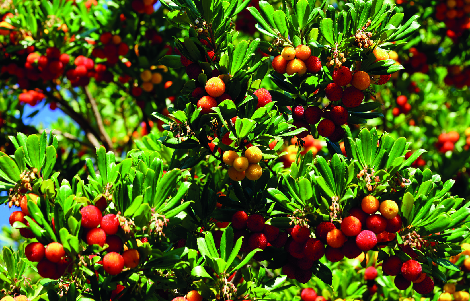 Arbutus unedo