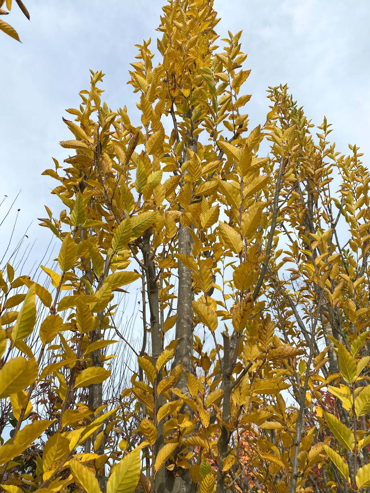 Carpinus betulus 'Pyramidalis'