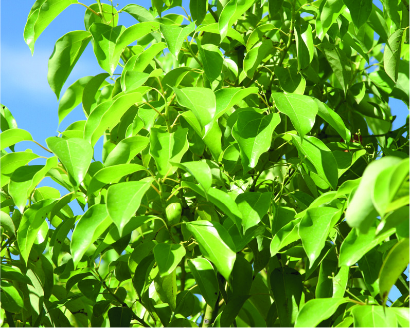Cinnamomum camphora