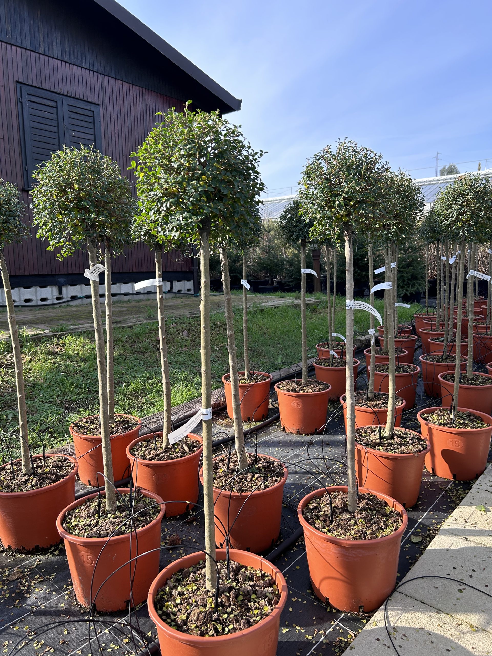Ligustrum delavayanum