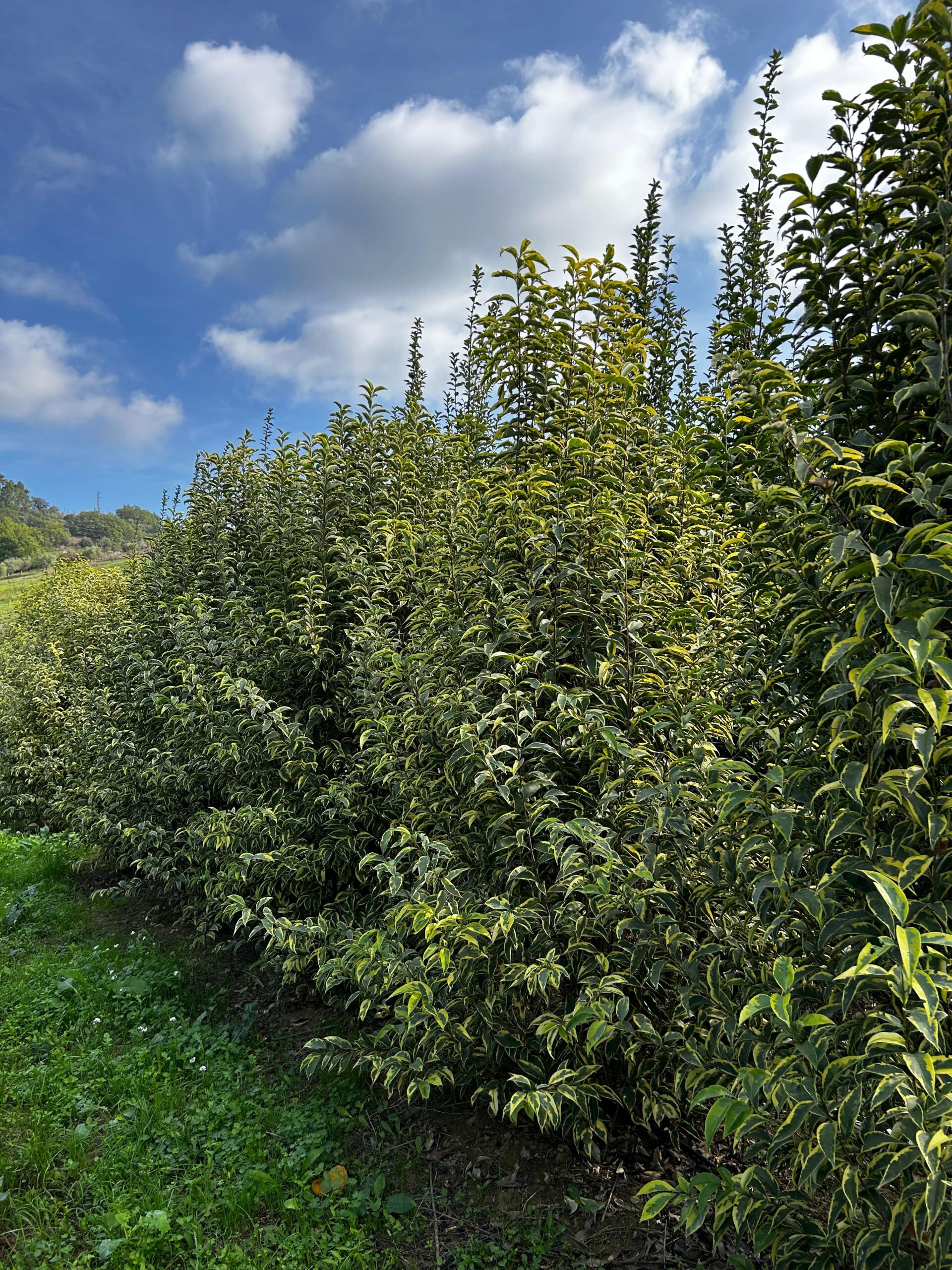 Ligustrum excelsum superbum 'Aureum'