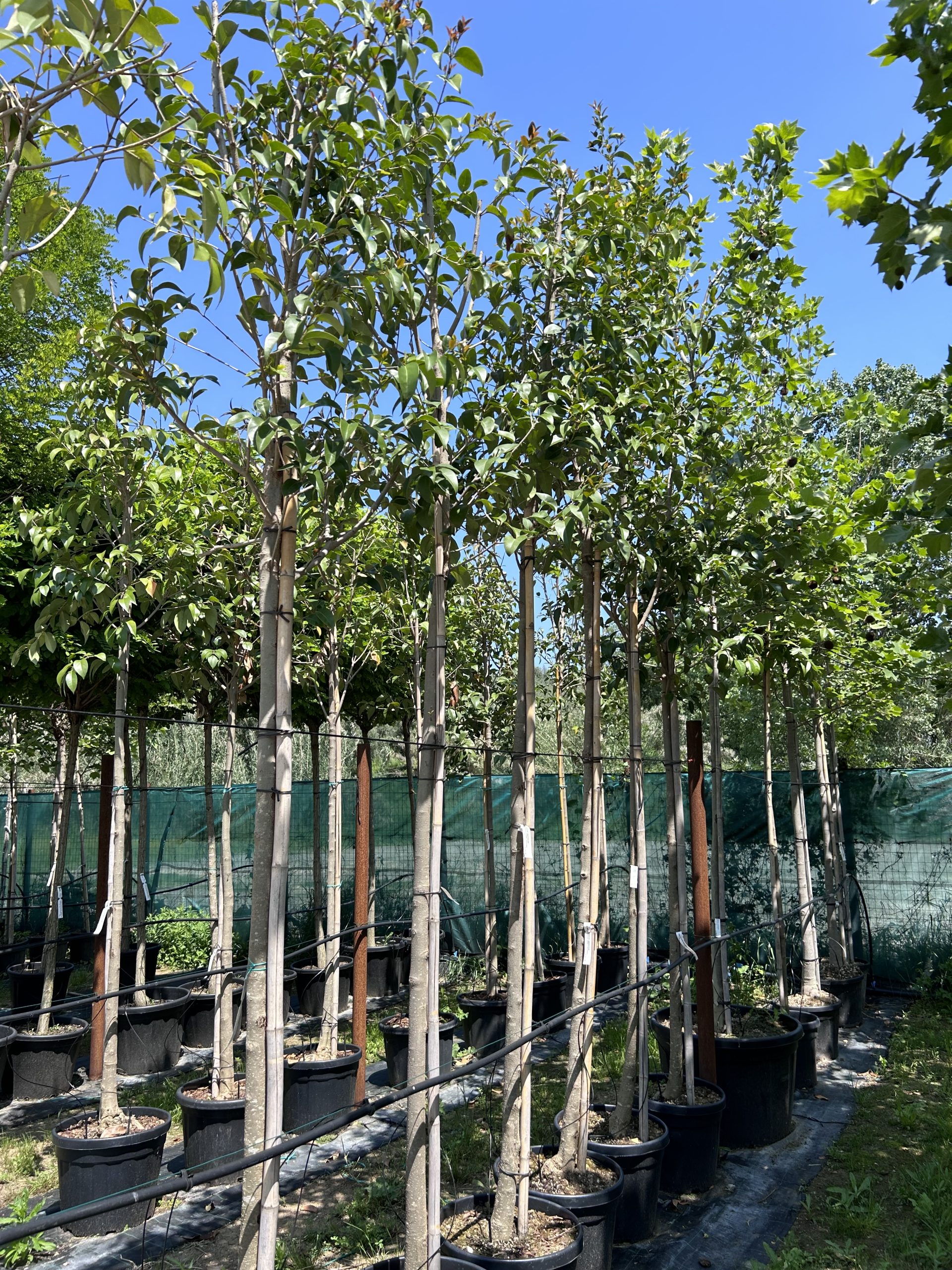 Ligustrum japonicum