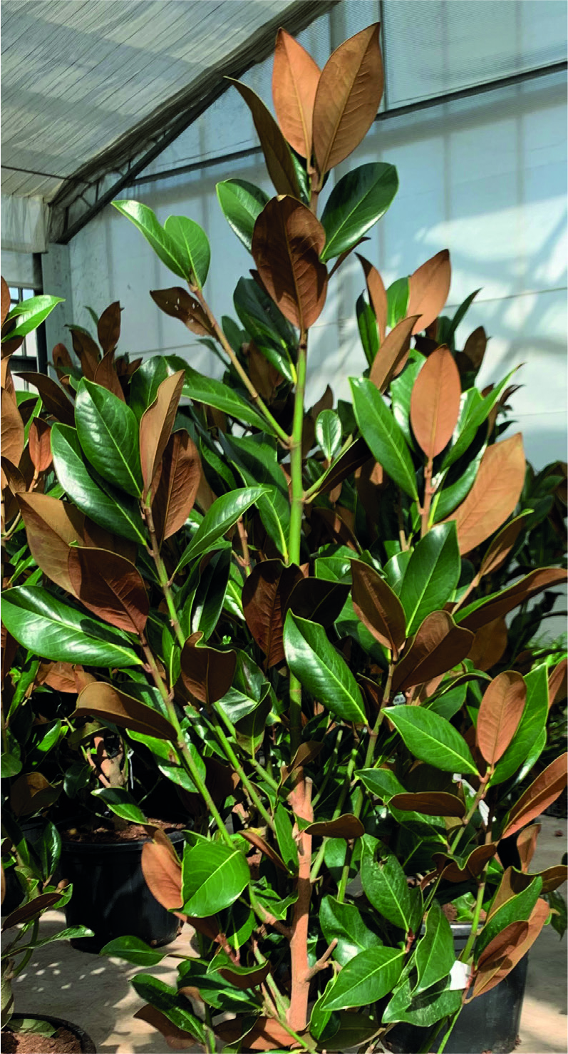 Magnolia grandiflora 'Galissonnière'