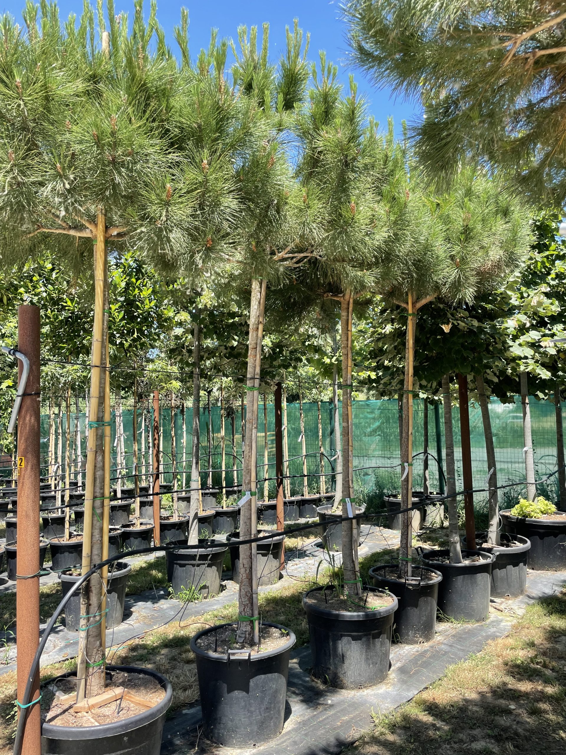 Pinus pinea