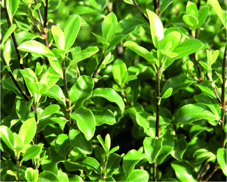 Pittosporum tenuifolium