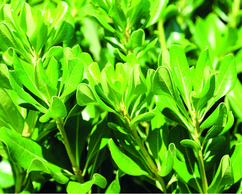 Pittosporum tobira