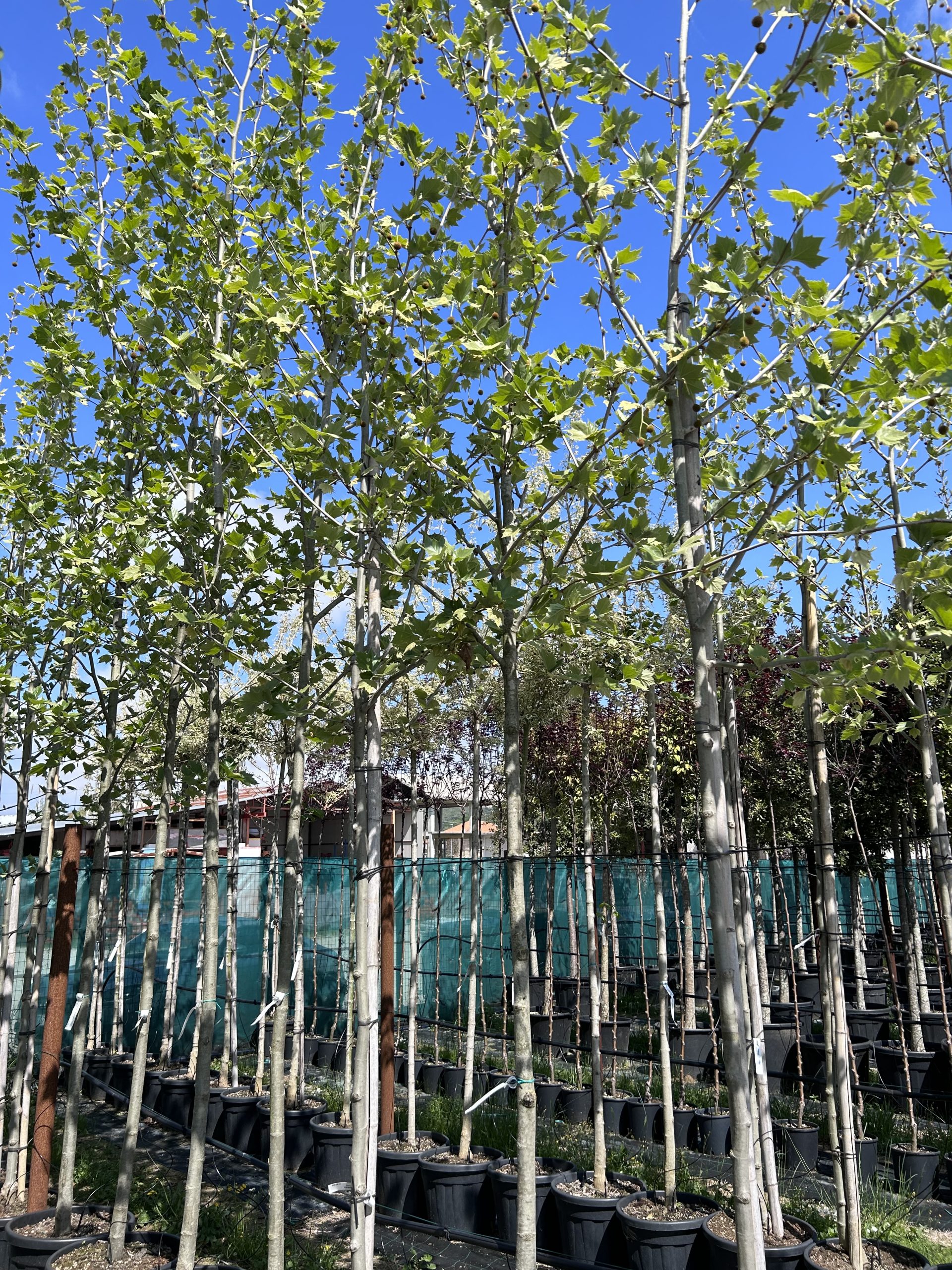 Platanus x acerifolia