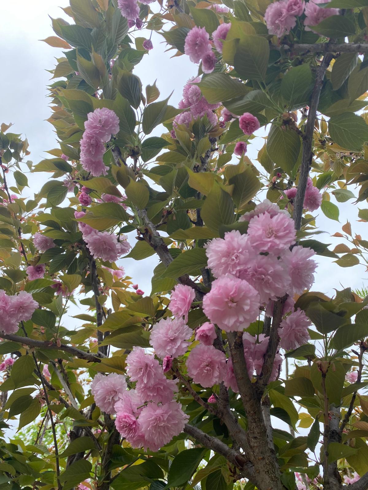 Prunus kansuensis 'Kanzan'