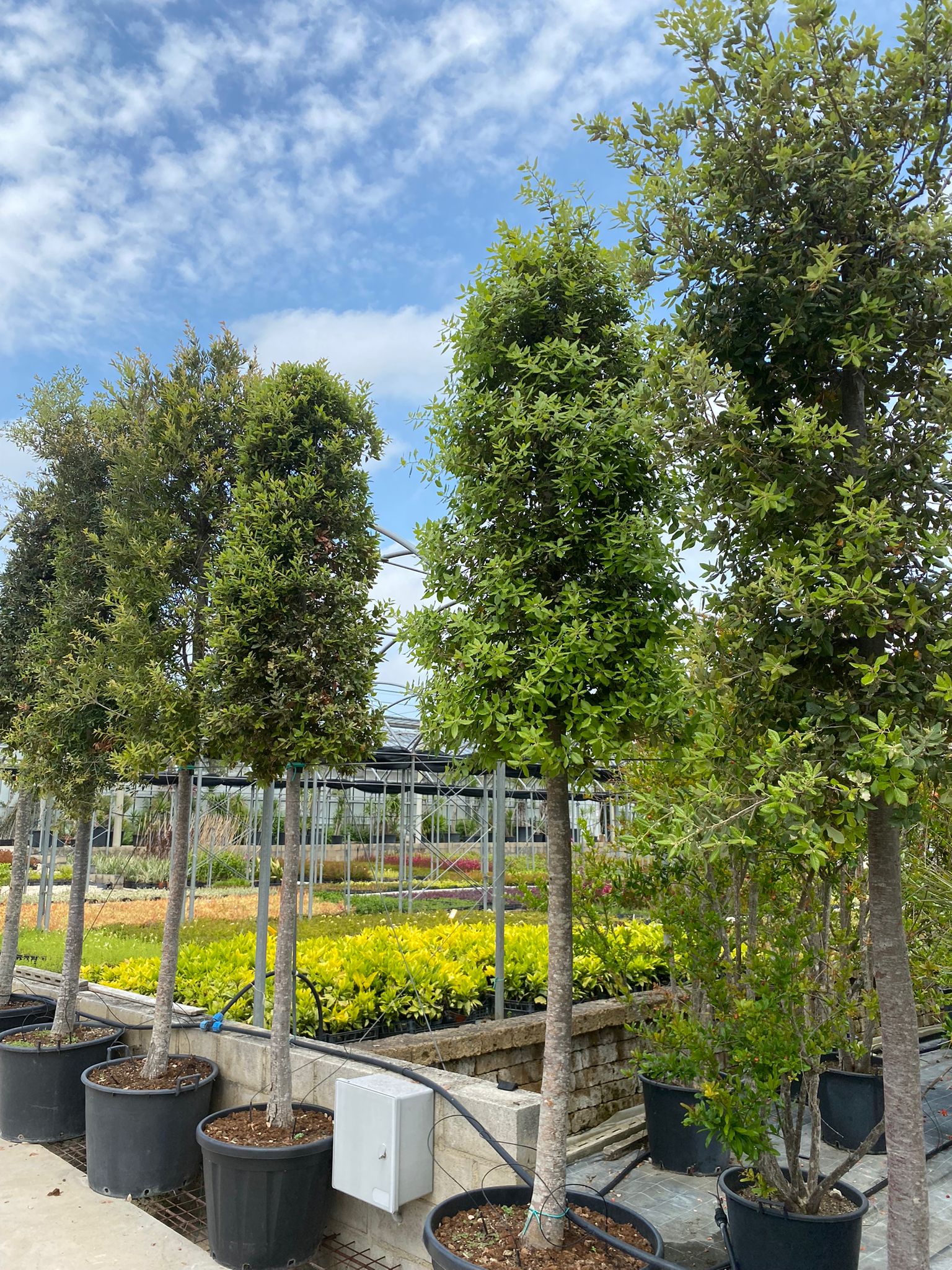 Quercus ilex (=Leccio)