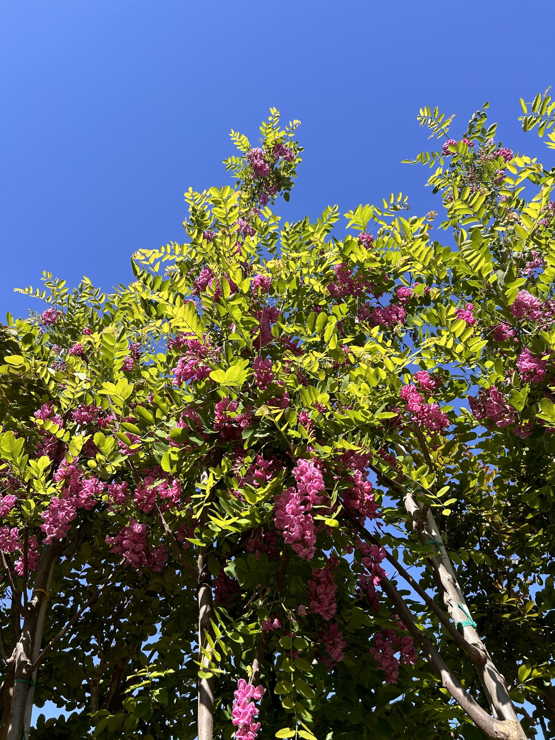 Robinia x margaretta 'Pink Cascade'