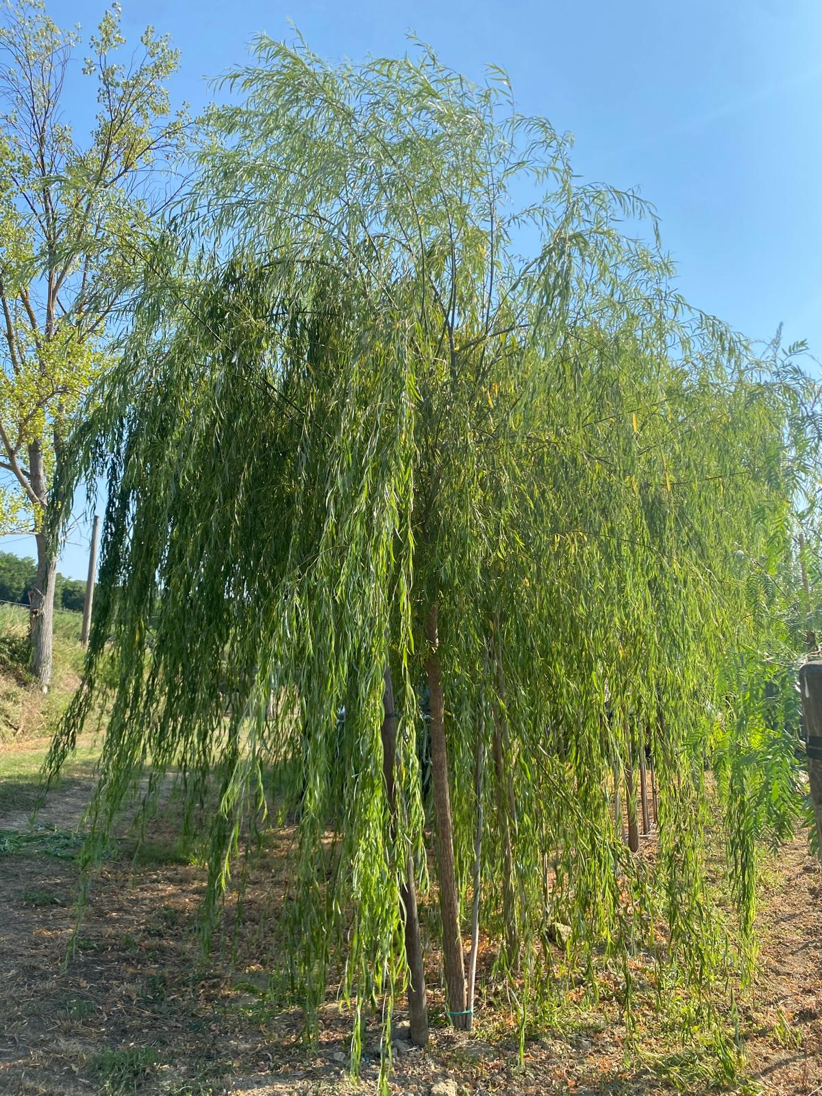 Salix babylonica