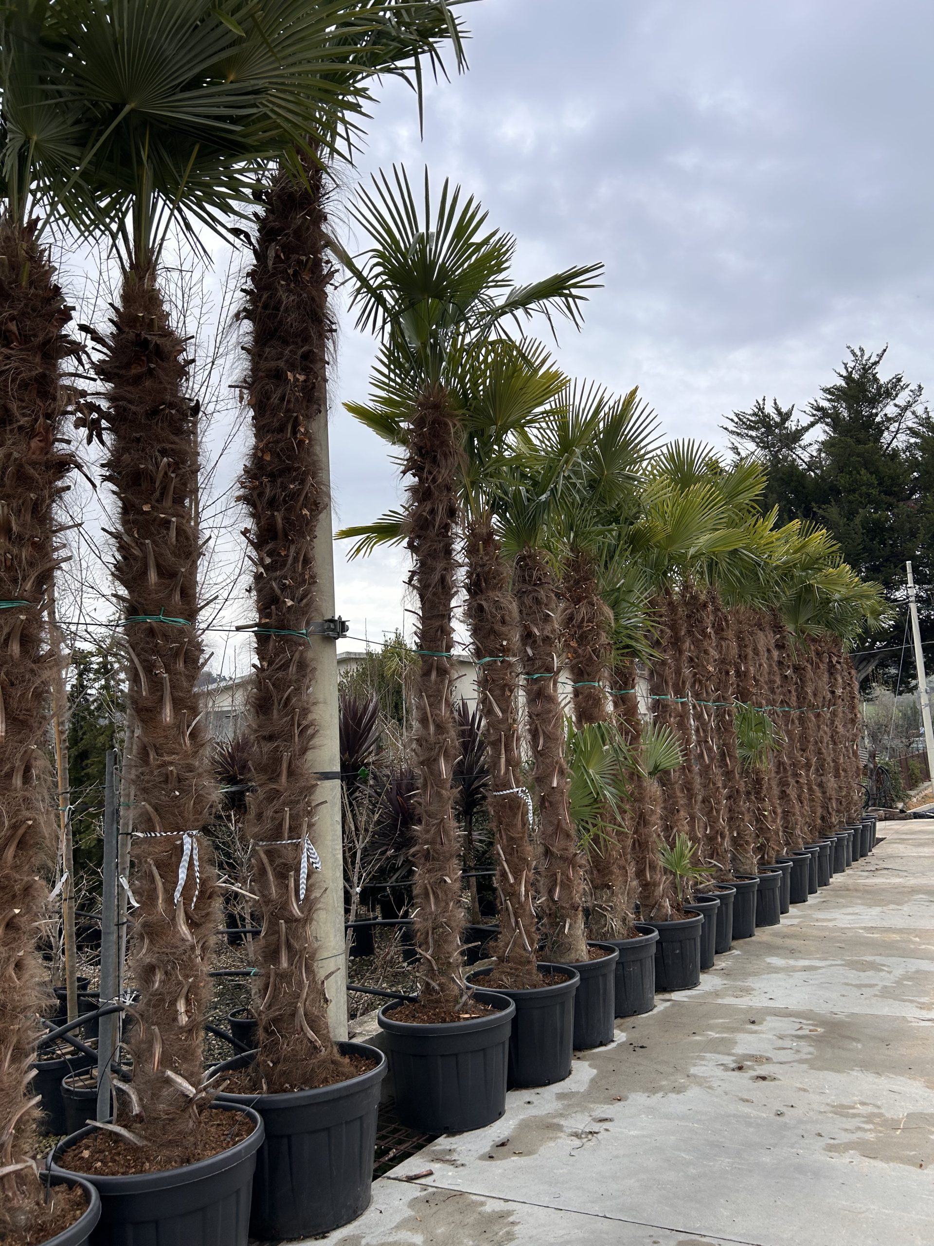 Trachycarpus fortunei (= Chamaerops excelsa)