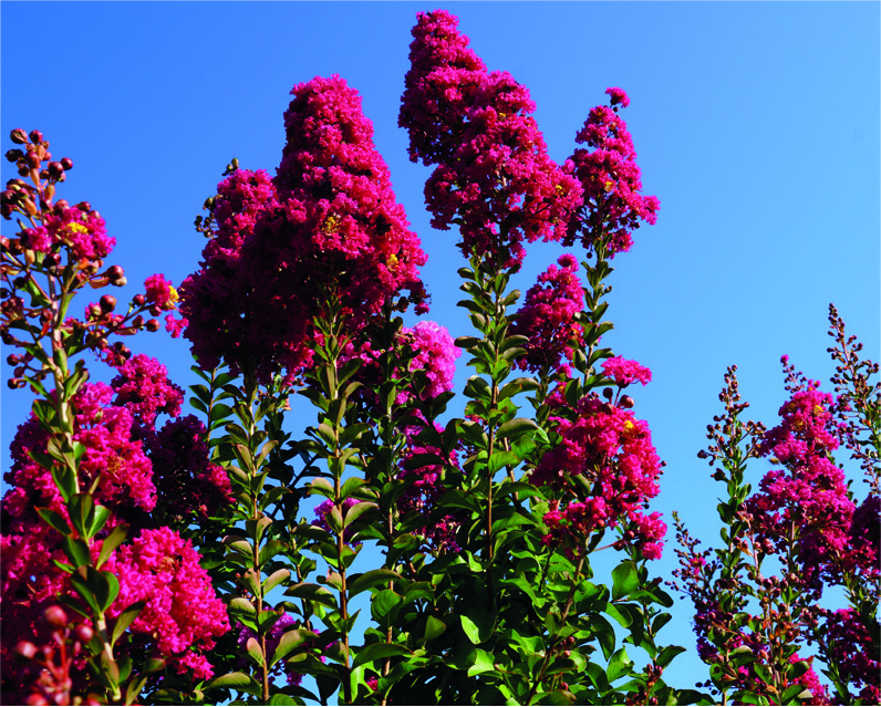 Lagerstroemia indica 'Super Rouge'