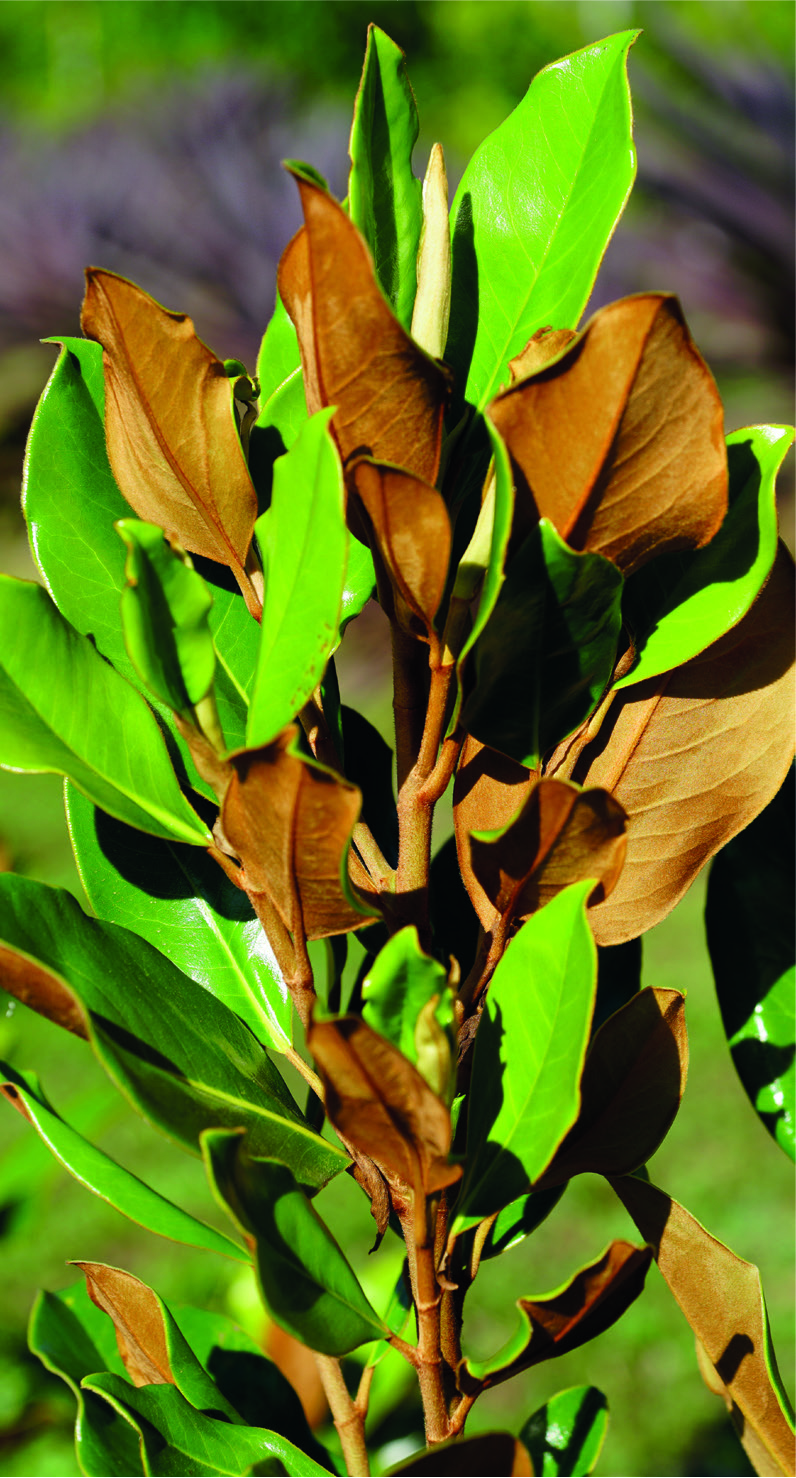 Magnolia grandiflora 'Little Gem'