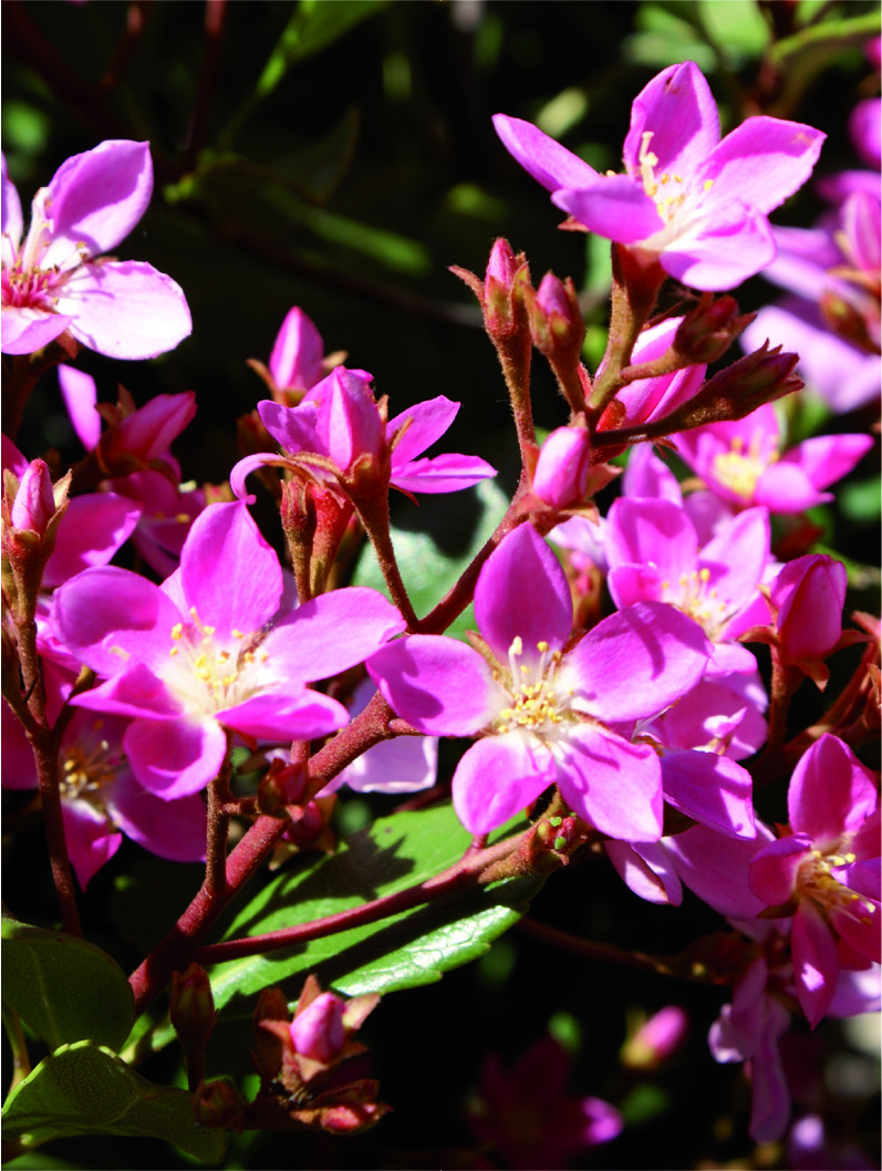 Rhaphiolepis indica 'Springtime'