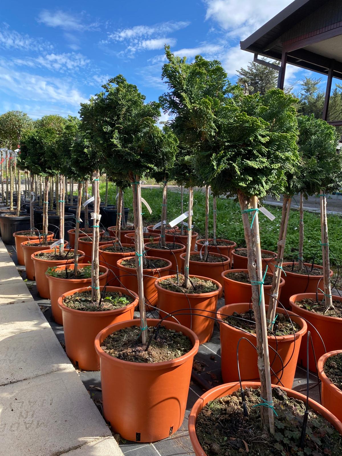 Chamaecyparis obtusa nana 'Gracilis'