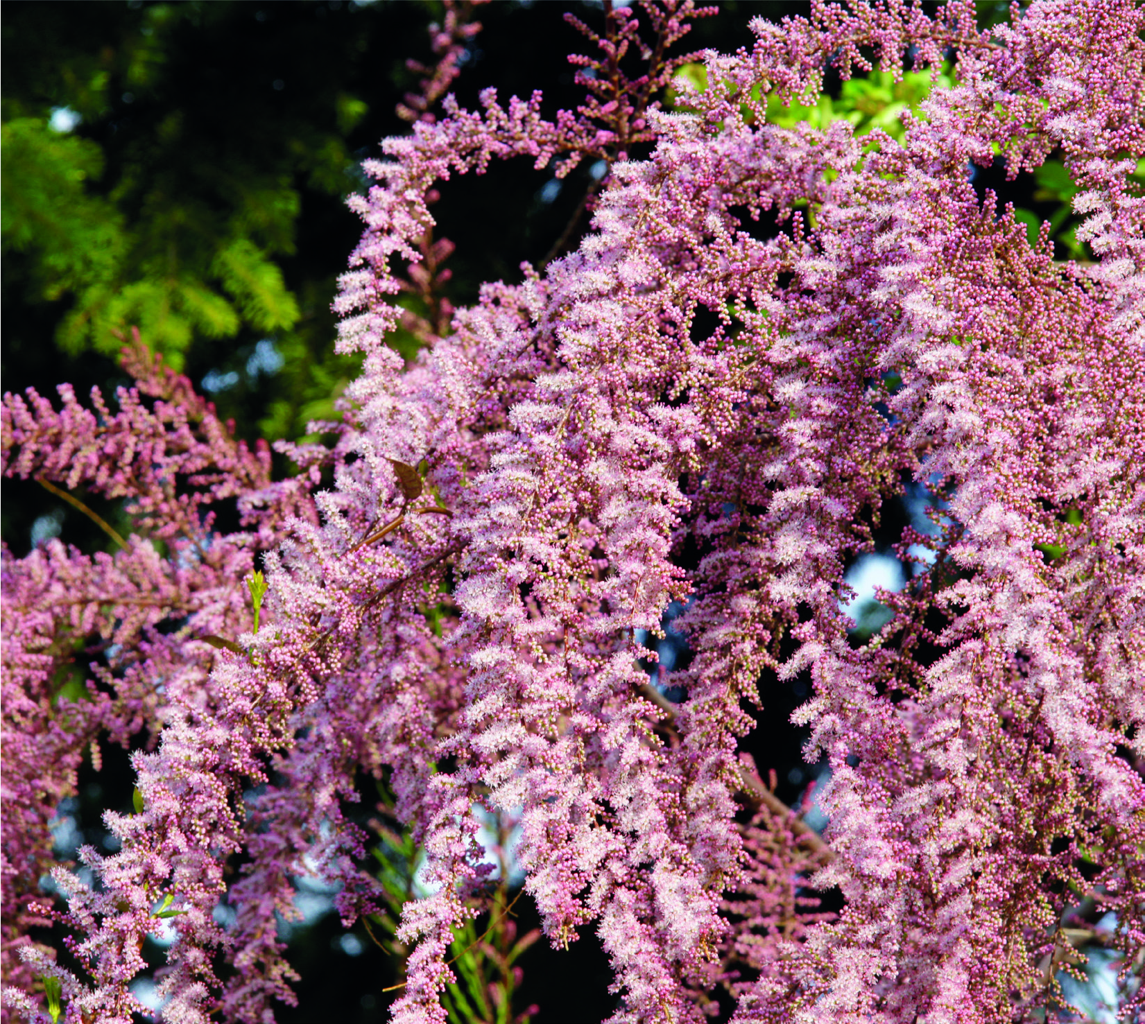 Tamarix pentandra