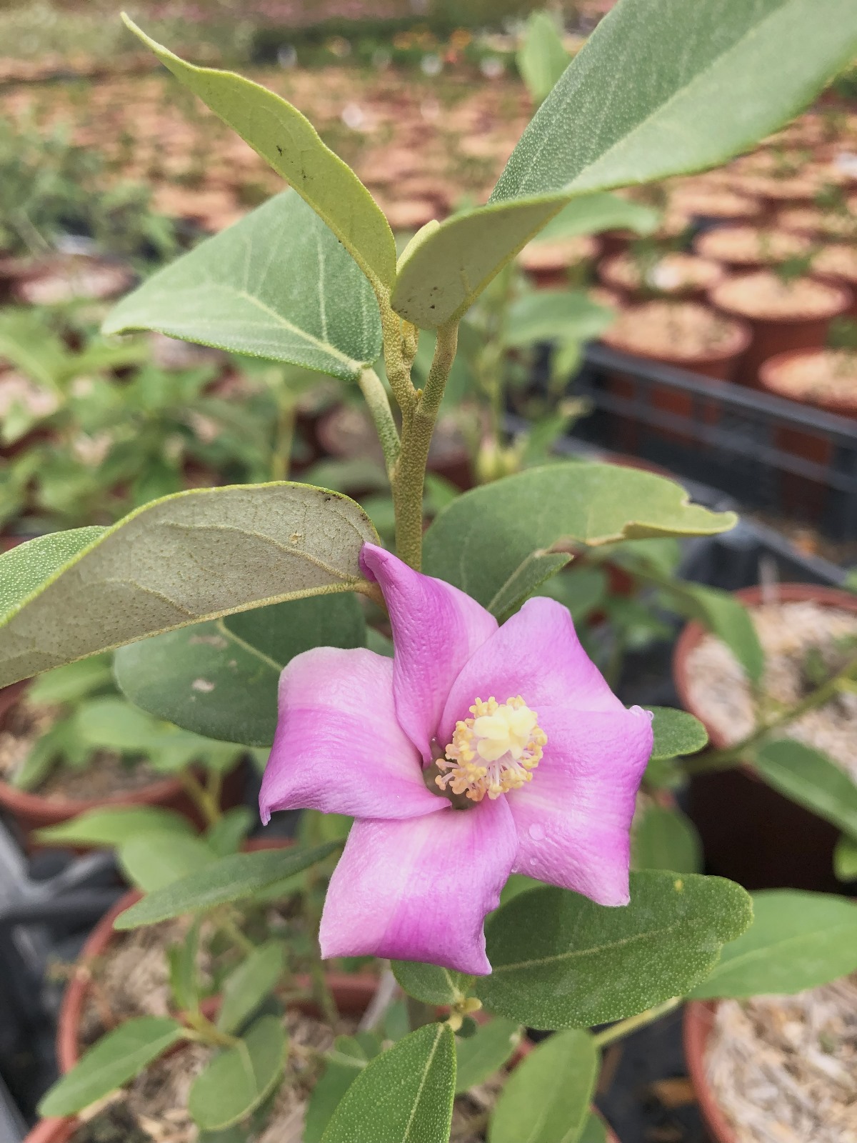 Lagunaria Patersonii