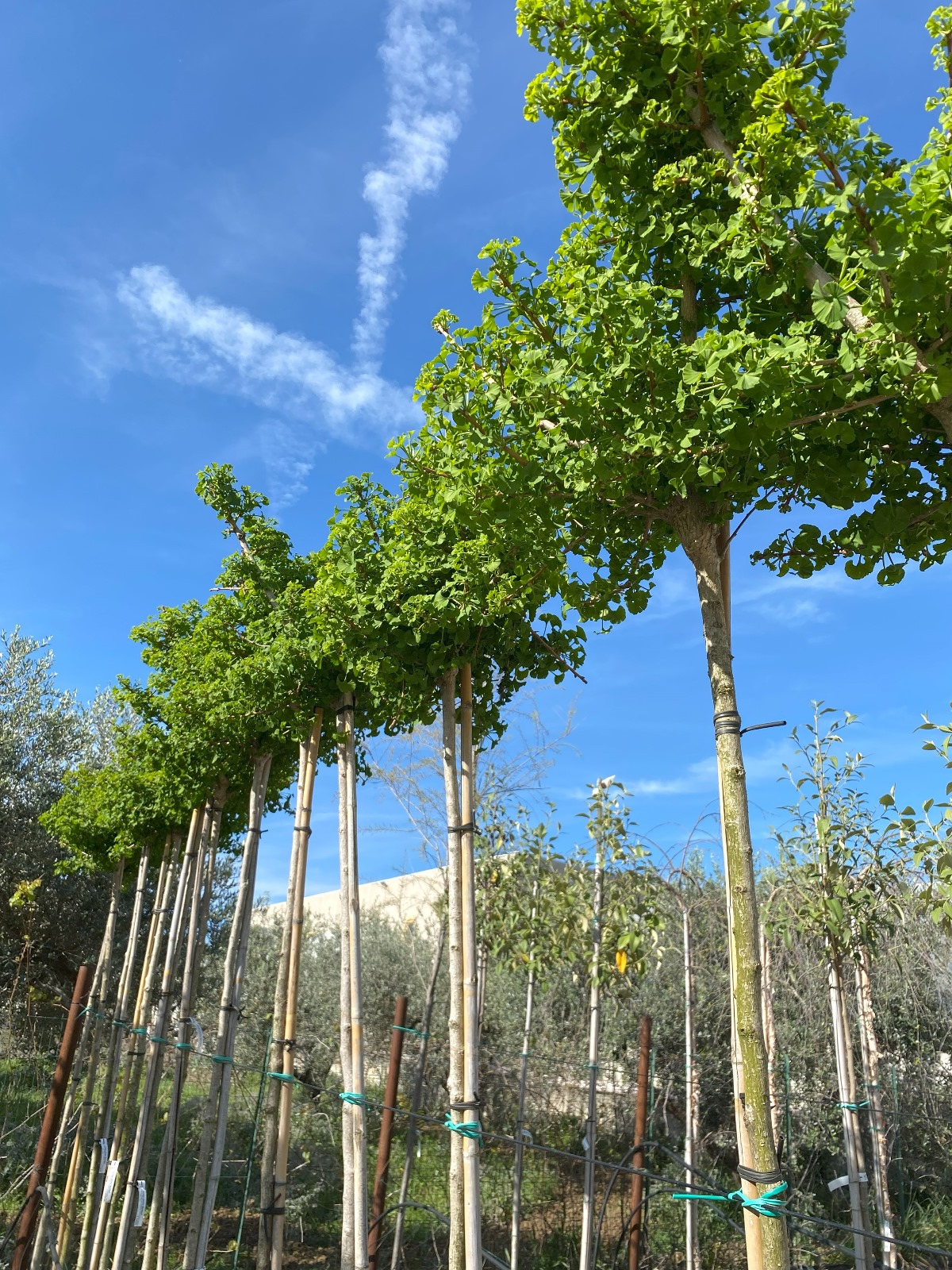 Ginkgo biloba 'Mariken'
