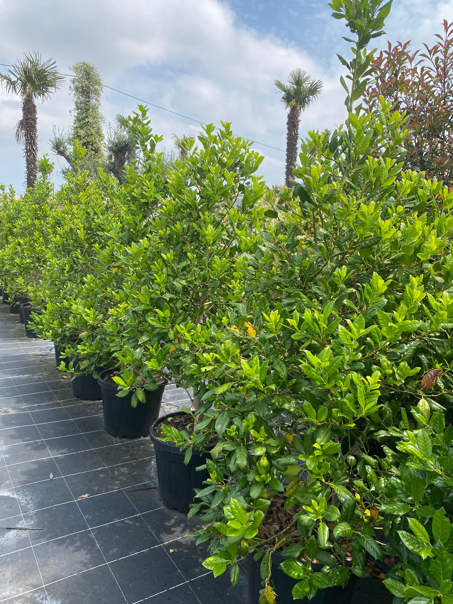 Ilex myrtifolia 'Nellie R. Stevens'