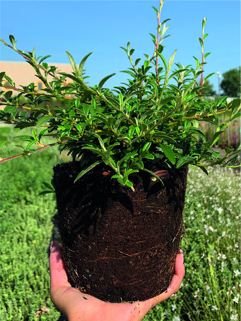 Cotoneaster salicifolius 'Repens'