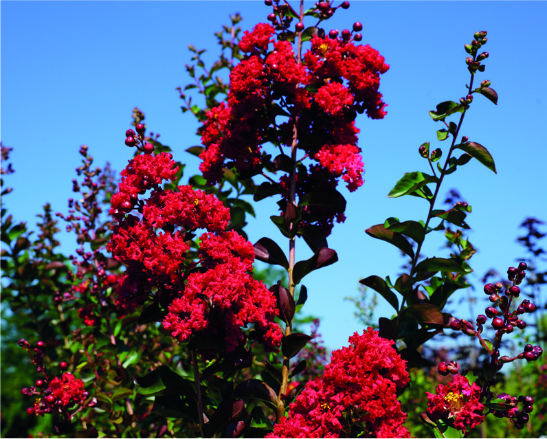 Lagerstroemia indica 'Concy Red'