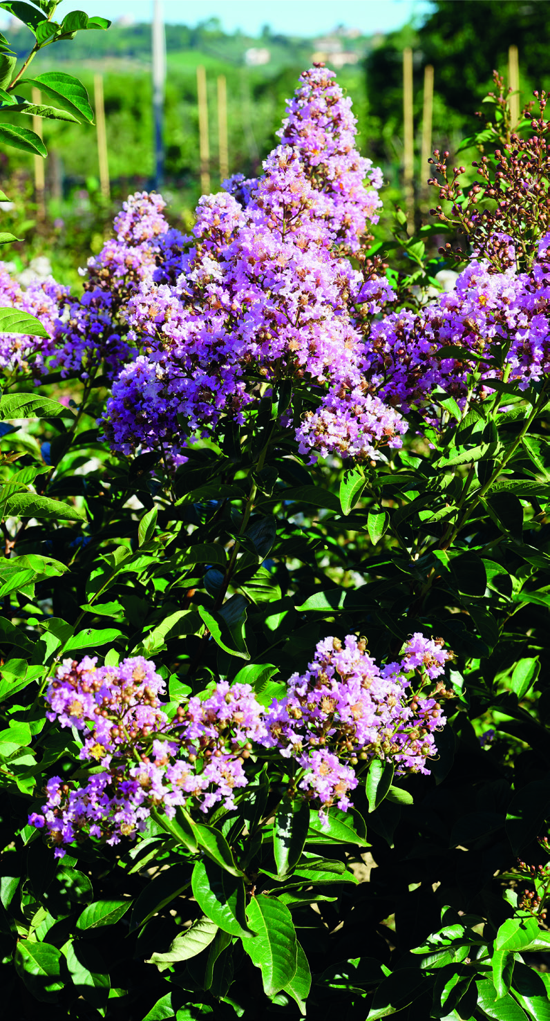 Lagerstroemia indica x fauriei 'Muskogee'