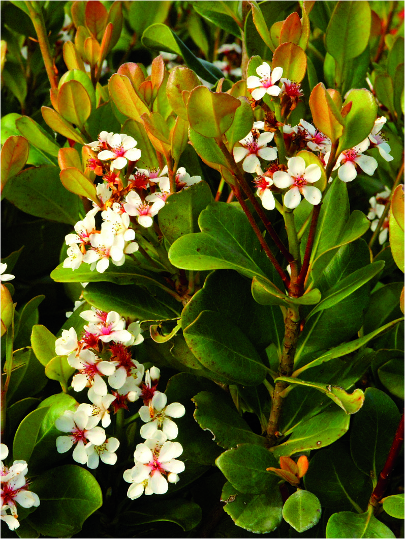 Rhaphiolepis Umbellata