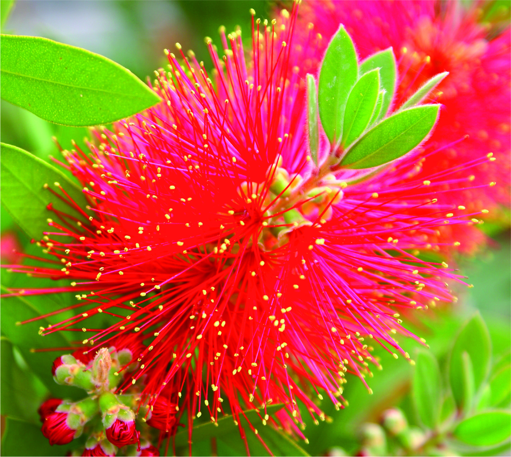 Callistemon citrinus
