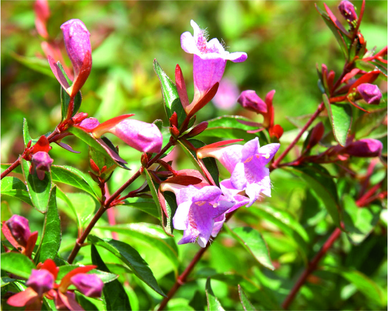 Abelia x grandiflora 'Edward Goucher'