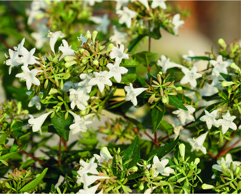 Abelia x grandiflora 'Semperflorens'