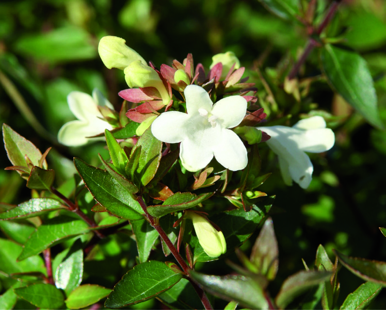 Abelia x grandiflora