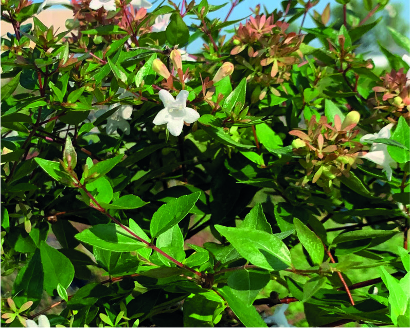Abelia x grandiflora 'Compacta'