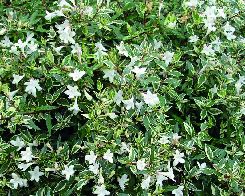 Abelia x grandiflora Confetti ®