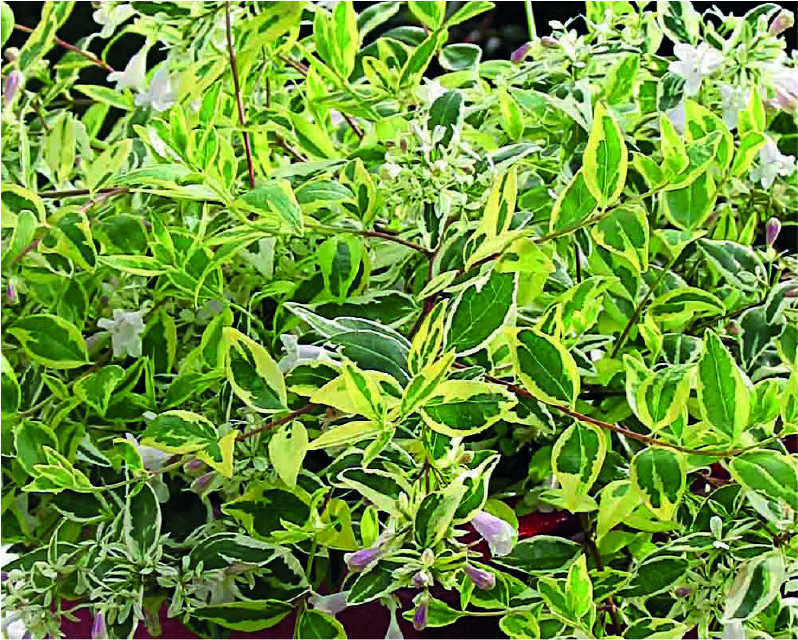 Abelia x grandiflora Hopleys ®
