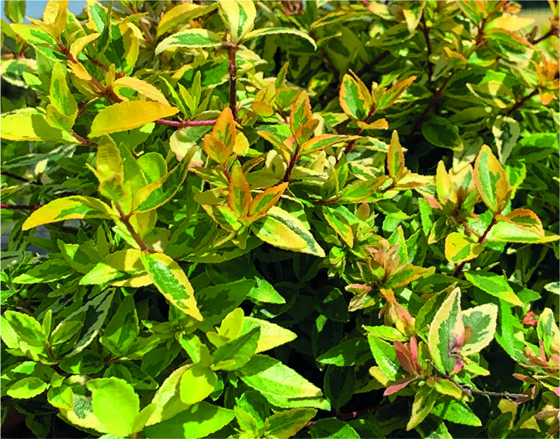 Abelia x grandiflora Kaleidoscope ®