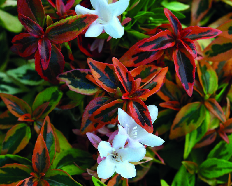 Abelia x grandiflora Sunshine Daydream ®