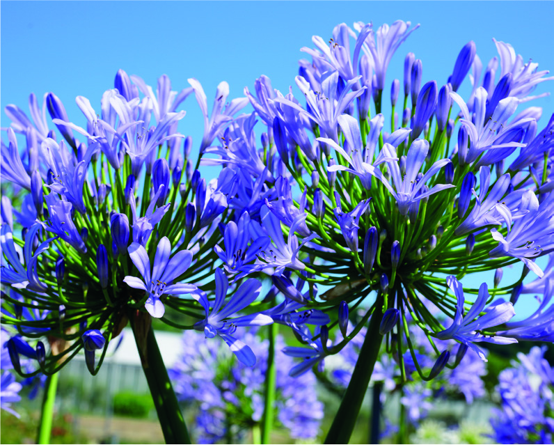 Agapanthus africanus