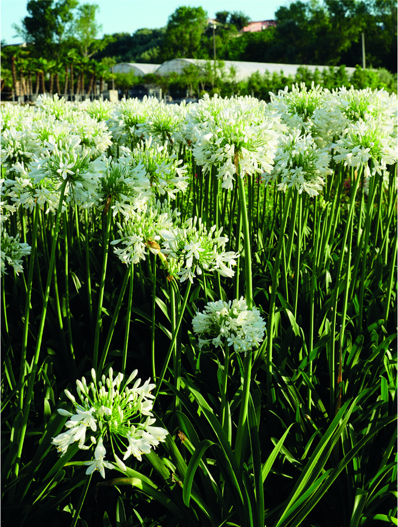 Agapanthus africanus 'Albus'