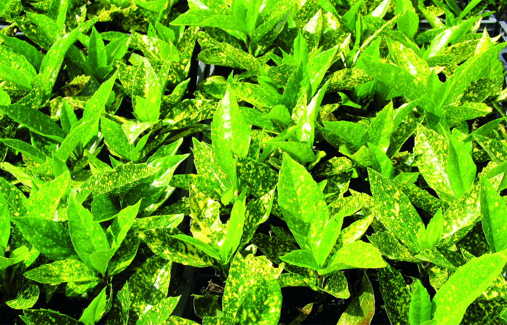 Aucuba japonica 'Crotonifolia'