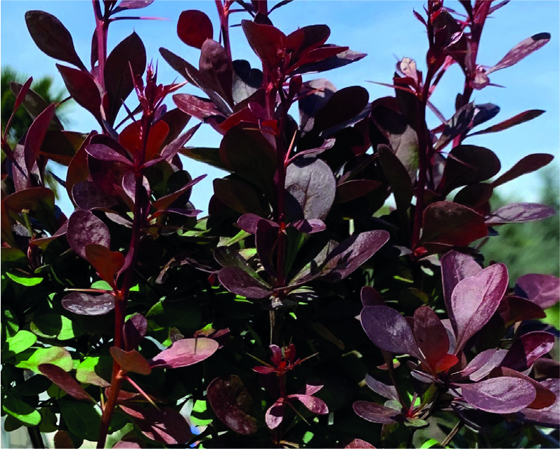 Berberis thunbergii atropurpurea