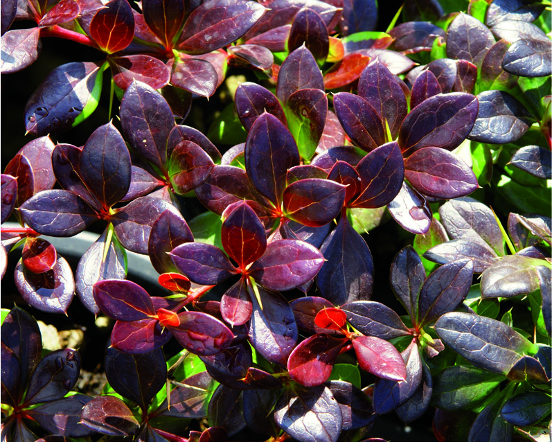 Berberis x media 'Red Jewel'