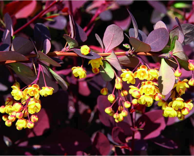 Berberis x ottawensis 'Superba'