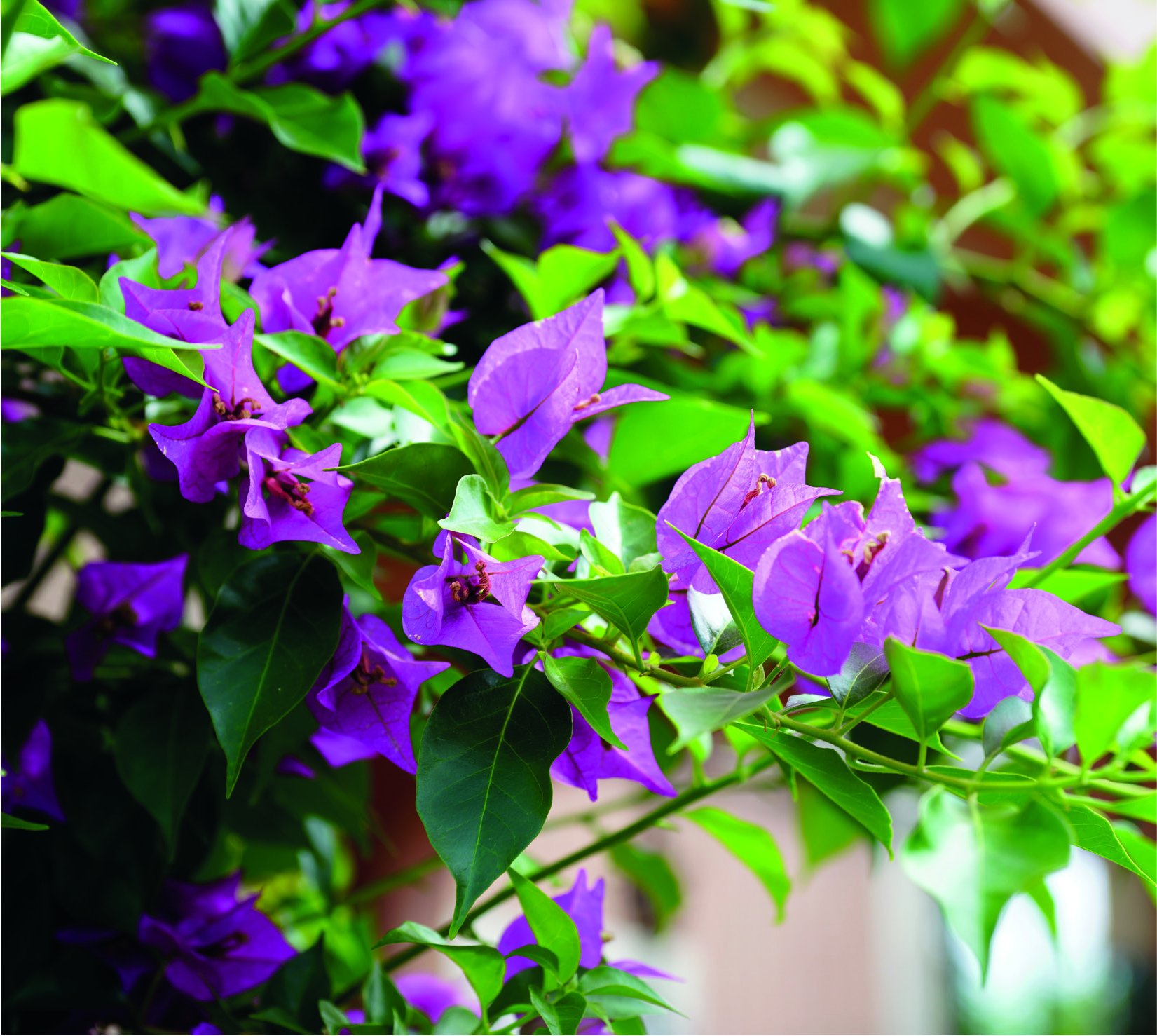 Bougainvillea sanderiana