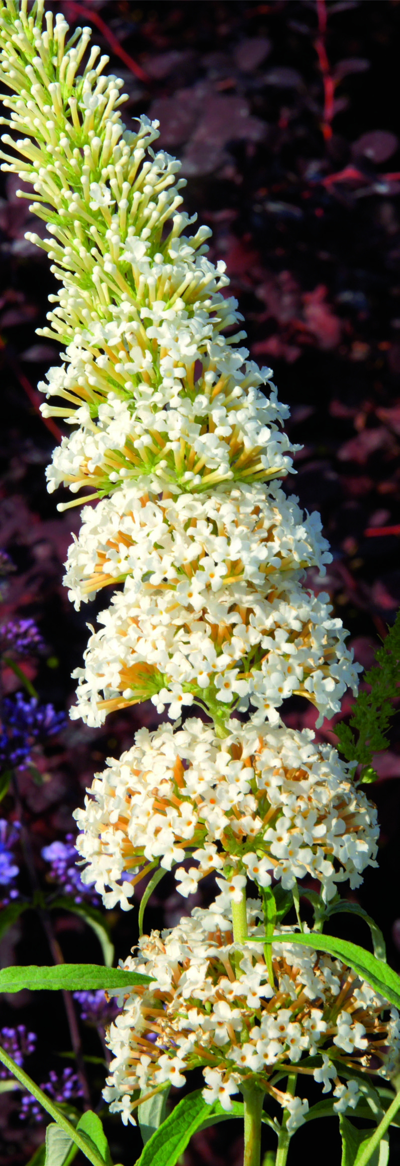 Buddleja davidii 'Nanho White'