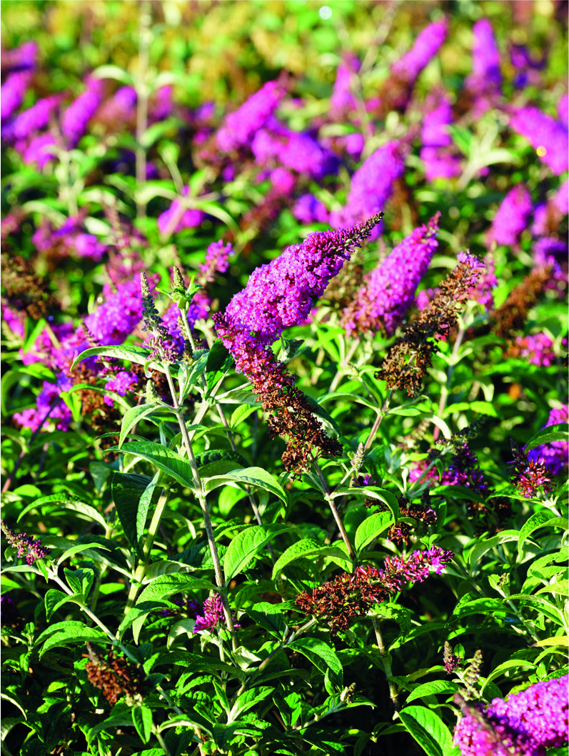 Buddleja megalocephala